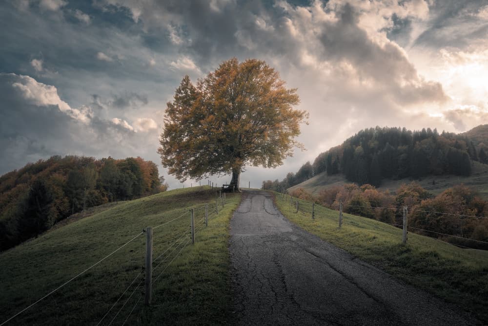 Autumn Tree Path by Thomas de Franzoni — canvas wall art