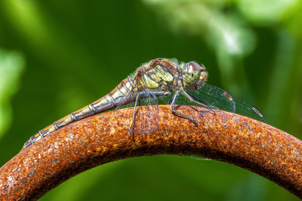 Dragonfly On Rust by Ute Jackisch — canvas wall art