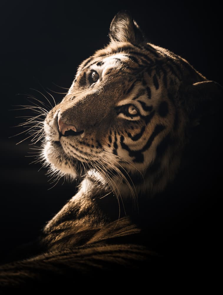 Watchful Golden Tiger by HISASHI ISHIKAWA — canvas wall art