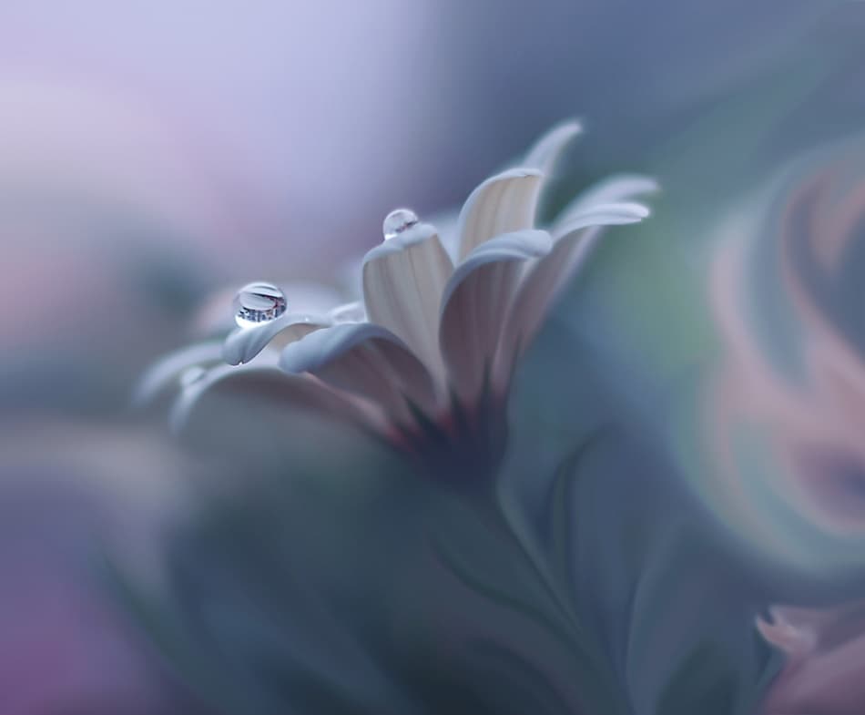 Delicate Water Drops by Juliana Nan — canvas wall art