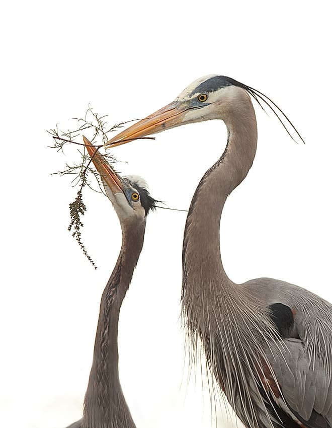 Heron Nesting Gift by Fabiola Forns — canvas wall art