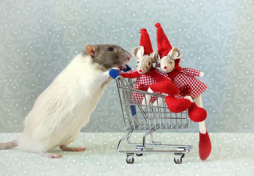 Cute Rat Holiday Shopping by Ellen van Deelen — canvas wall art