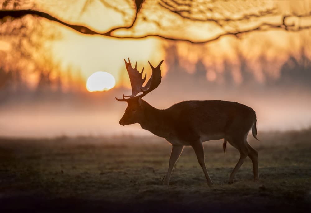 Majestic Deer Sunrise by Radojica Jevric fotorax — canvas wall art