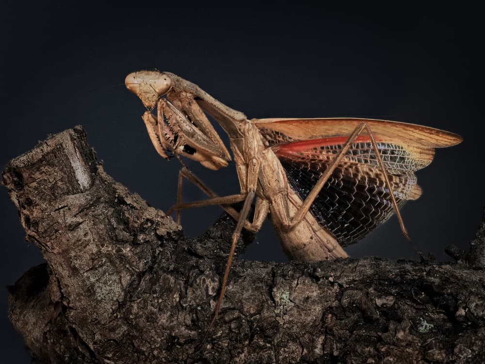Praying Mantis Display by Takiko Hirai — canvas wall art