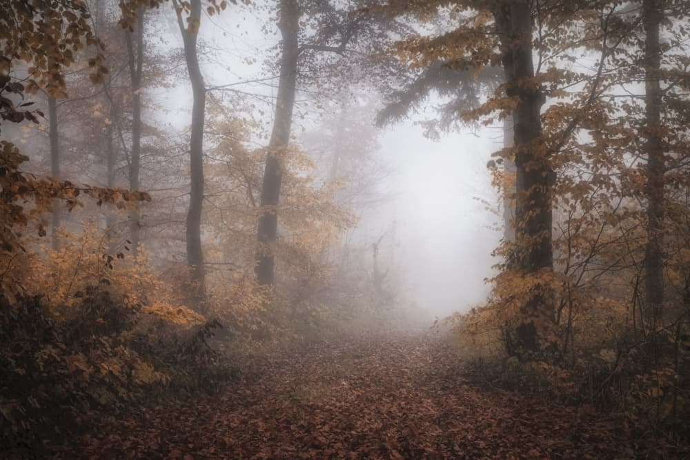 Misty Autumn Path by Norbert Maier — canvas wall art