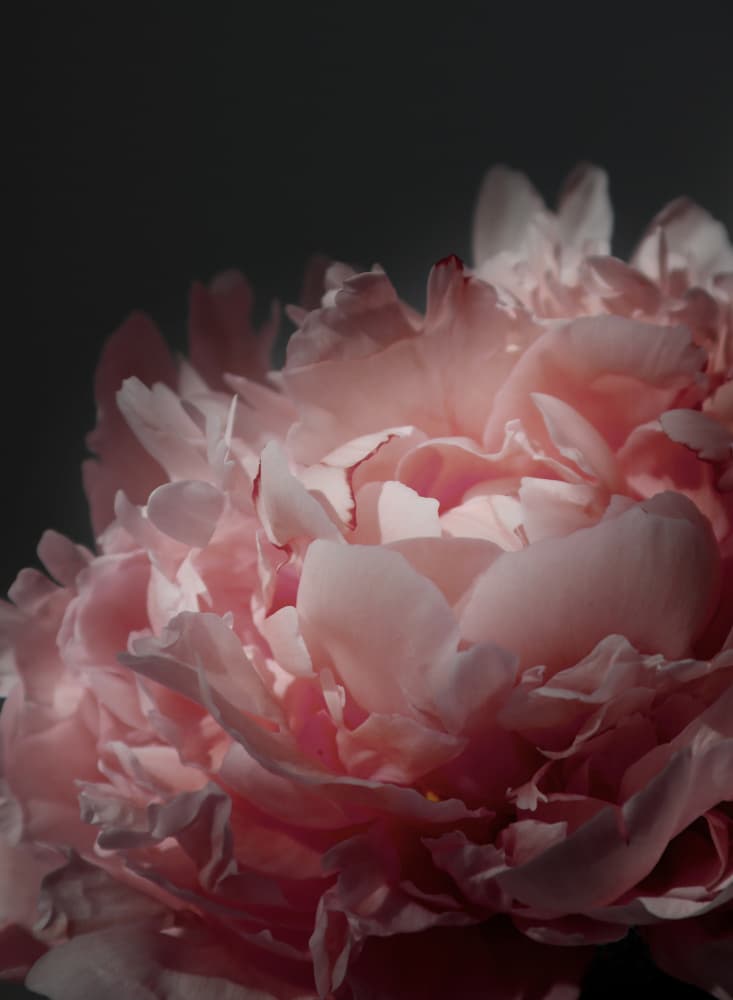Soft Pink Peony by Rosana Laiz Blursbyai — canvas wall art