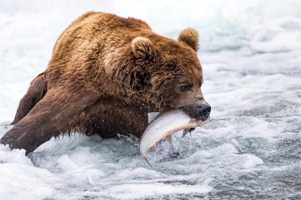 Grizzly Bear Catches Salmon by Mike Centioli — canvas wall art