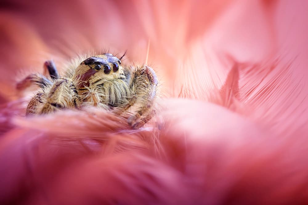 Fuzzy Pink Spider Macro by Fauzan Maududdin — canvas wall art