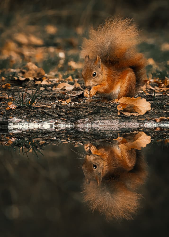 Autumn Squirrel Reflection by Gert J ter Horst — canvas wall art