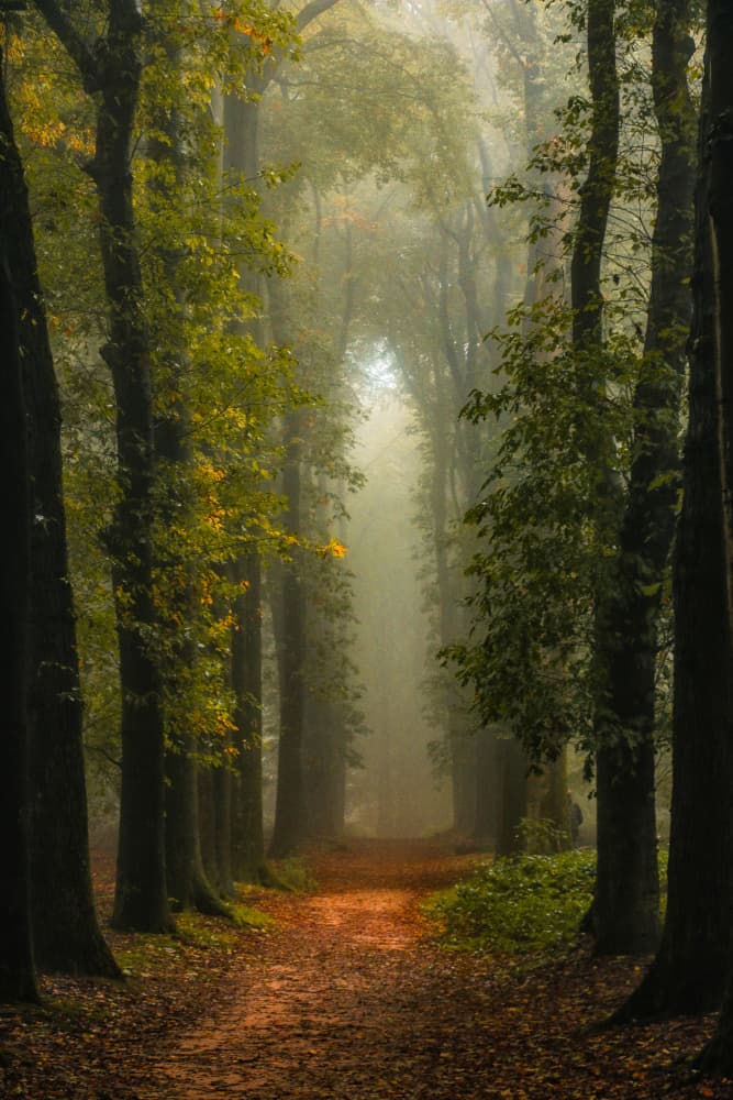 Misty Autumn Path by Hilda van der Lee — canvas wall art
