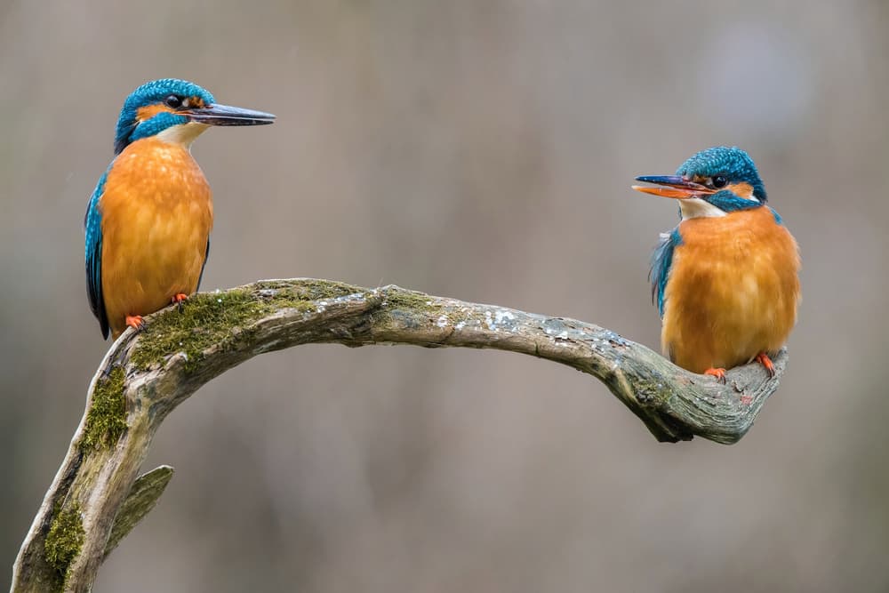 Vibrant Kingfishers Perched by Petr Simon — canvas wall art
