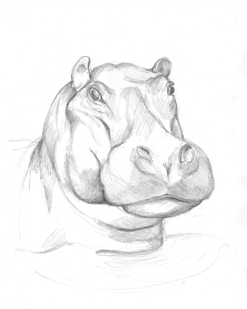 Hippopotamus 02 by Isabelle Brent — canvas wall art