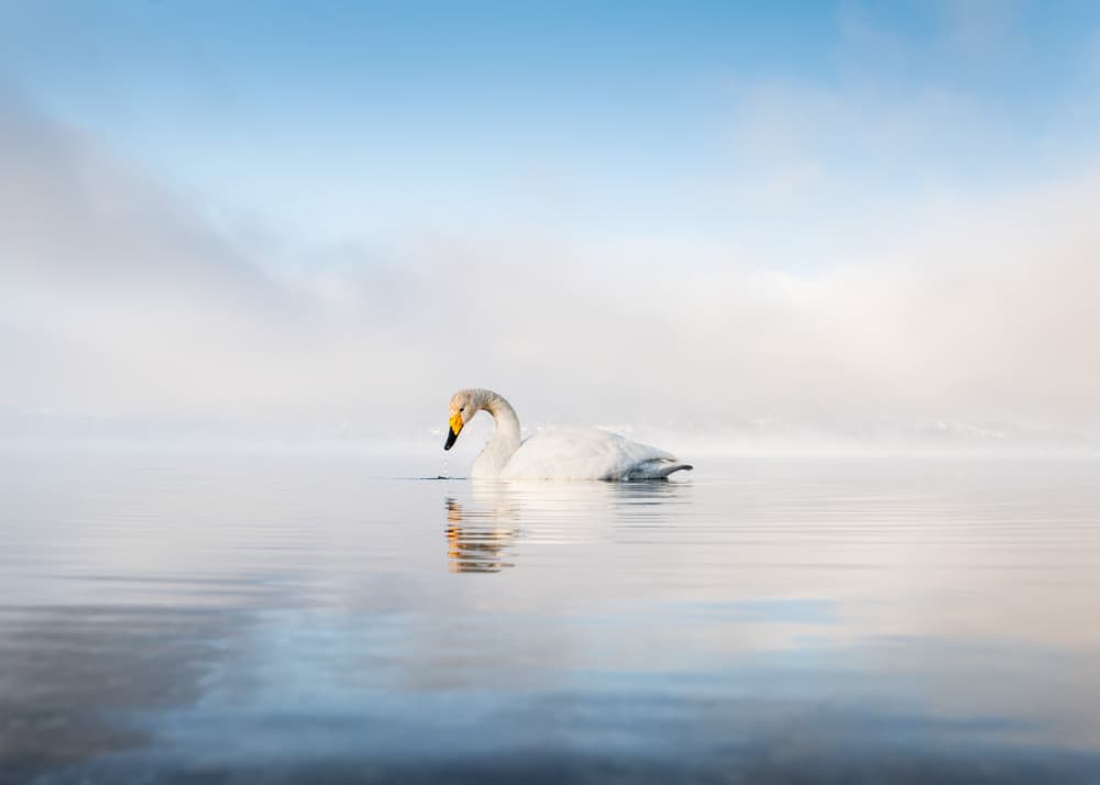 Misty Swan Reflection by Rudy Mareel — canvas wall art