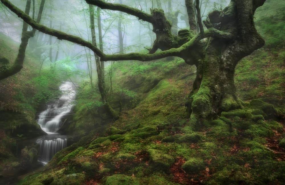 Enchanted Forest Waterfall by Fran Osuna — canvas wall art