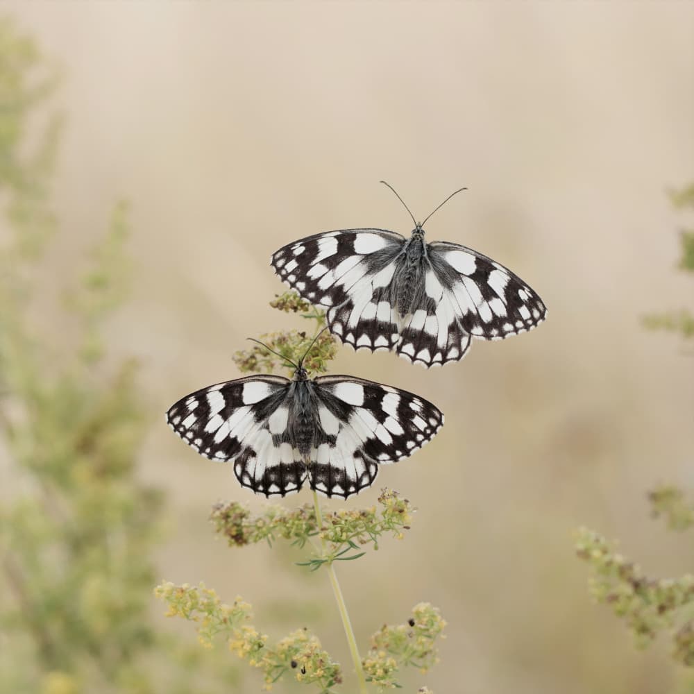 Two Marbled Whites by Daan de Vos — canvas wall art