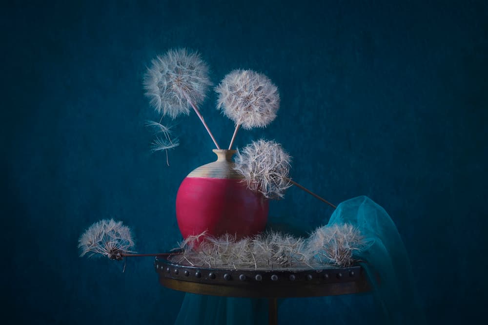Dreamy Dandelion Still Life by Lydia Jacobs — canvas wall art