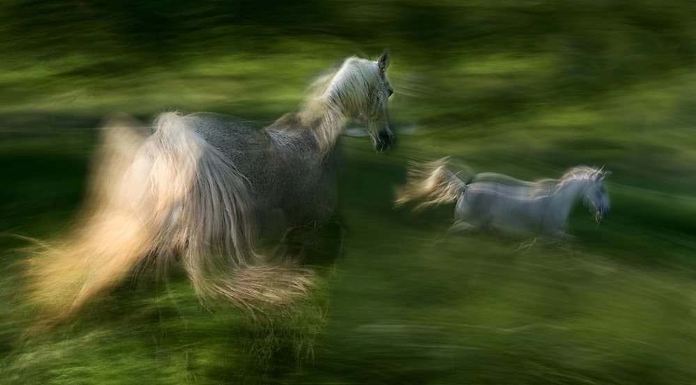 Galloping Wild Horses by Milan Malovrh — canvas wall art