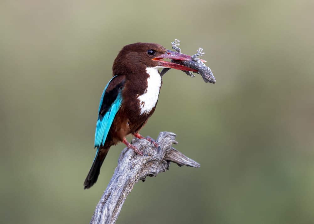 White-throated Kingfisher Catch by Eyal Amer — canvas wall art