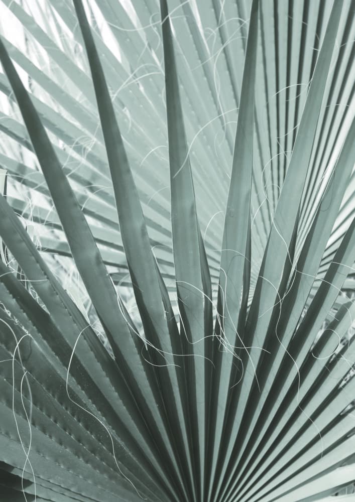 Frond Geometry by Shot by Clint — canvas wall art