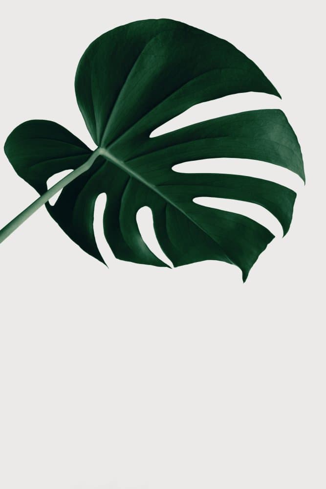 Lush Green Monstera Leaf by Pictufy Studio III — canvas wall art
