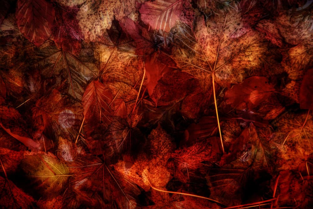 Deep Autumn Leaves by Jan van der Linden — canvas wall art