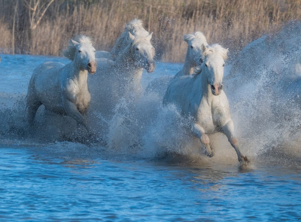 Wild White Horses Running by Bingo Z — canvas wall art