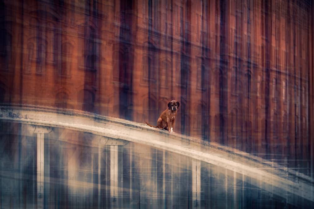 Dog on Blurred Bridge by Heike Willers — canvas wall art