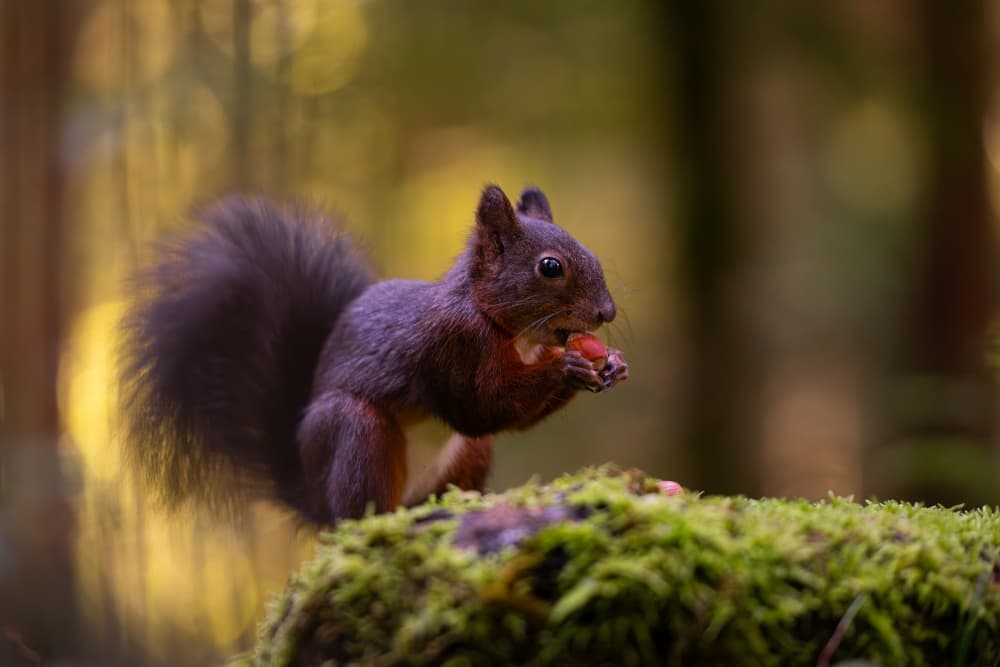 Red Squirrel's Snack by Bjoern Alicke — canvas wall art