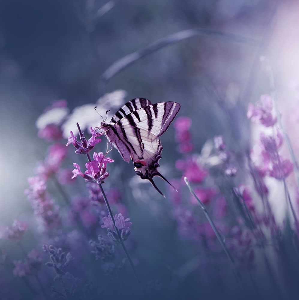 Gentle Lavender Butterfly by Juliana Nan — canvas wall art