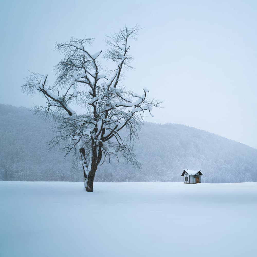 Winter Tree And Cabin by Dawn X W — canvas wall art
