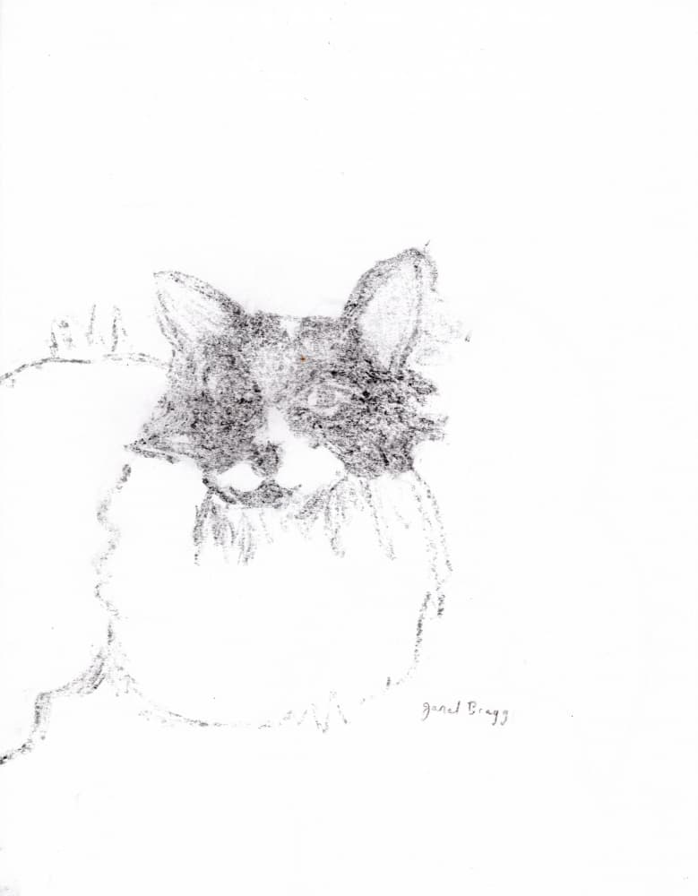 Fluffy Cat Sketch by Janel Bragg — canvas wall art