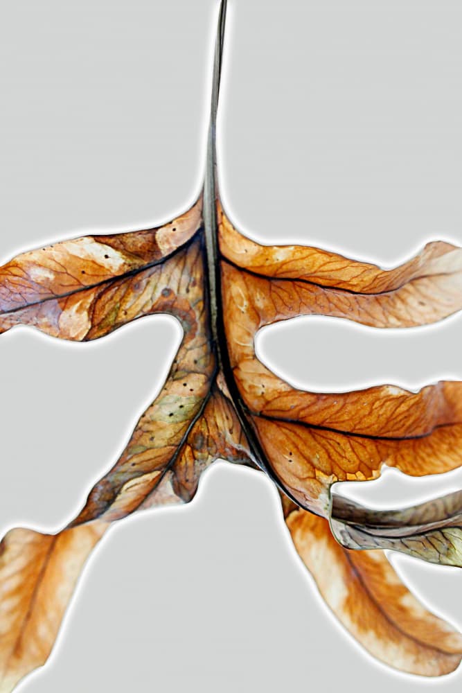 Delicate Fall Leaf by Saskia Mensink — canvas wall art