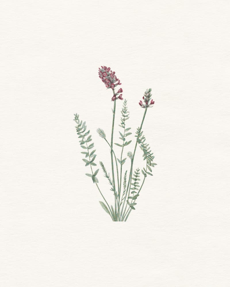Delicate Botanical Illustration by Wild Violets — canvas wall art
