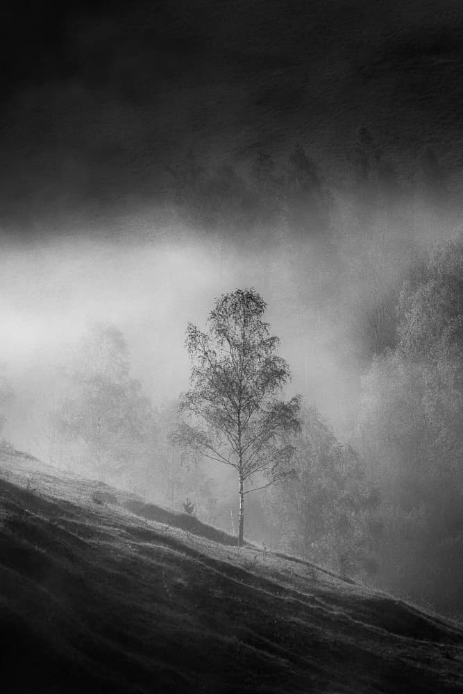 Misty Birch Hillside by Vlad Paulet — canvas wall art