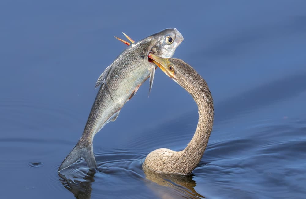Anhinga Catches Fish by Kayanti Kootz — canvas wall art