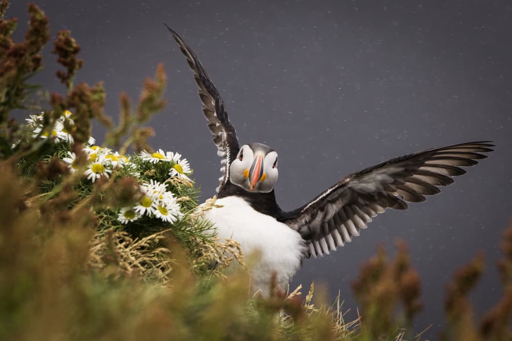 Wild Puffin Wings by Dan Mirica — canvas wall art