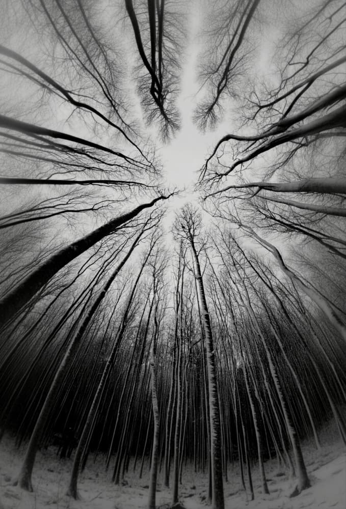 Stark Winter Woods by Cristian Andreescu — canvas wall art