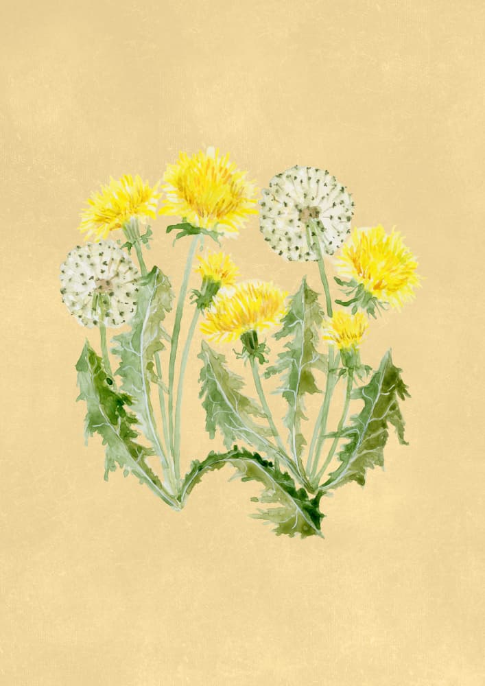 Dandelion Yellow And White by Rosana Laiz Blursbyai — canvas wall art
