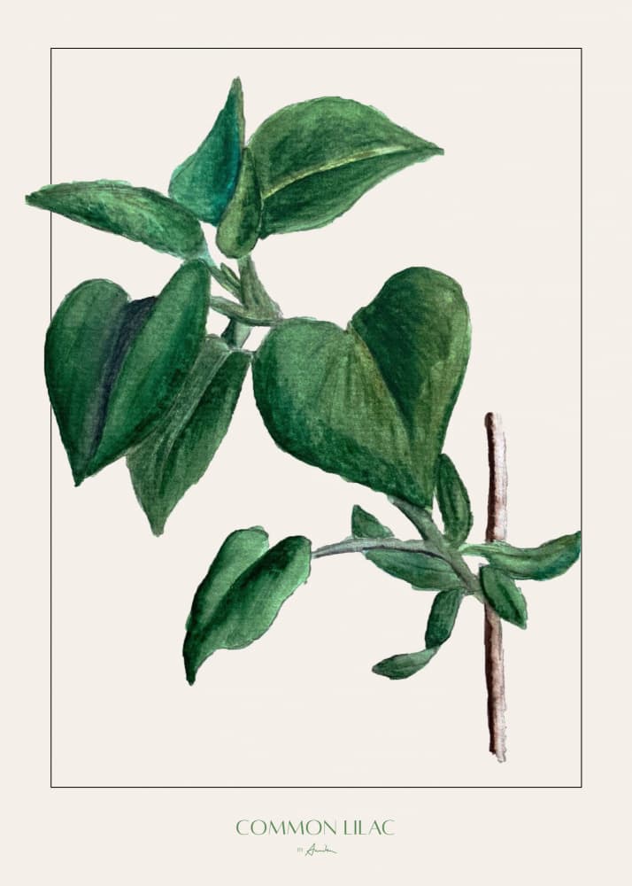 Common Lilac Botanical by Annika John — canvas wall art
