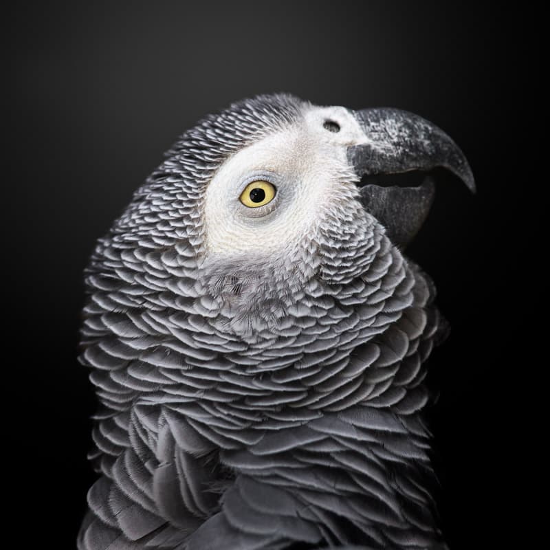 African Grey Parrot Portrait by fegari — canvas wall art