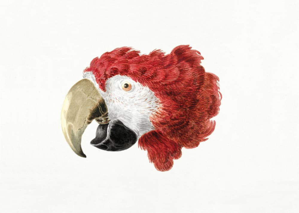 Macaw by Aert Schouman — canvas wall art