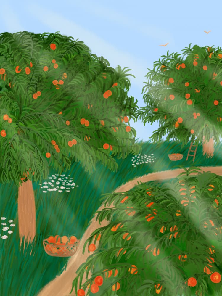 Sunny Orange Grove by Aliya Putrus — canvas wall art