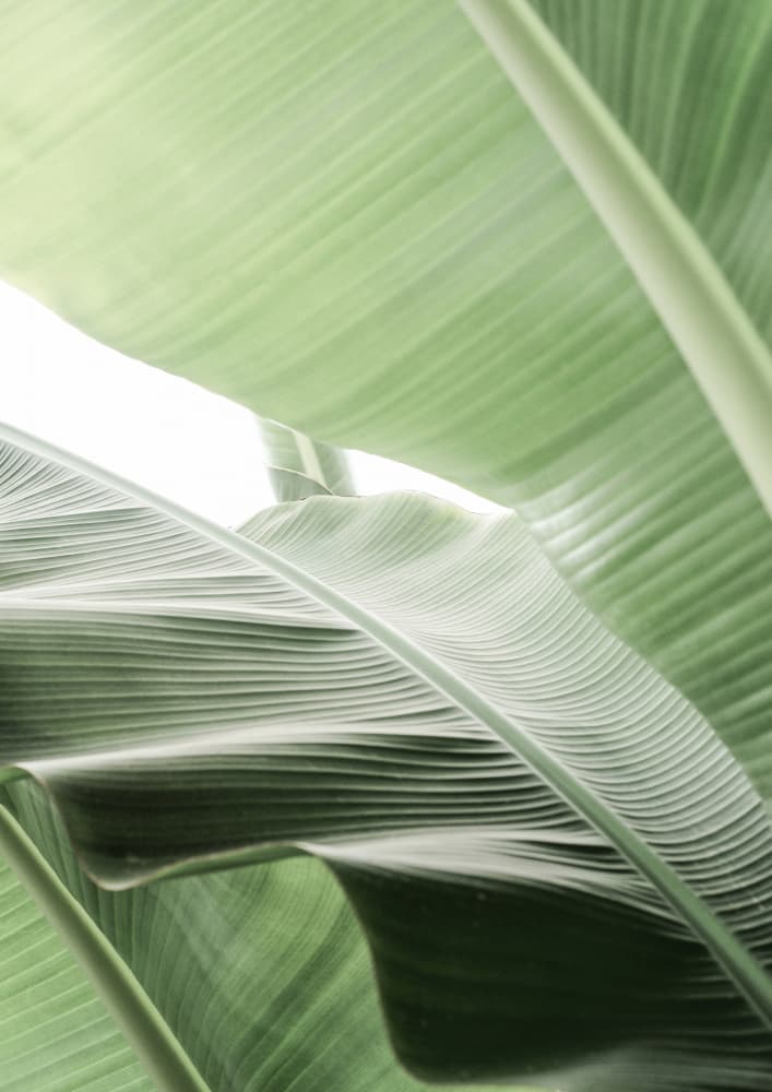 Leafy Serenity by Shot by Clint — canvas wall art