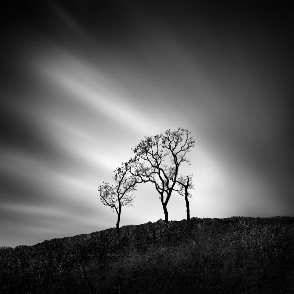 Bare Trees Dramatic Sky by George Digalakis — canvas wall art