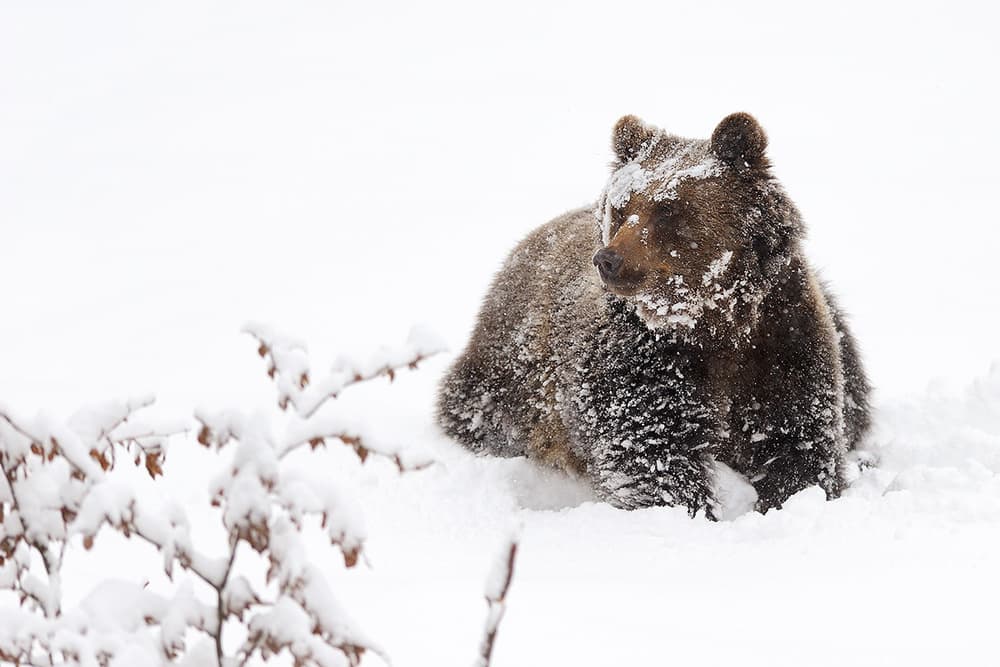 Brown Bear In Snow by Marco Pozzi — canvas wall art