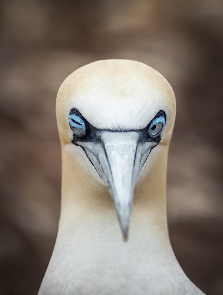 Curious Gannet Portrait by Donald Luo — canvas wall art