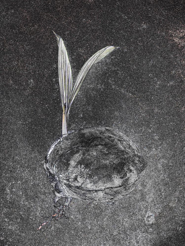Sprouting Coconut by Santhosh ch — canvas wall art