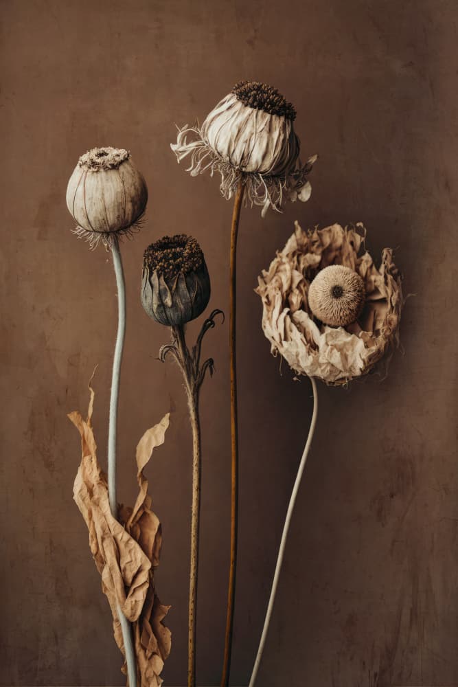 Faded Elegance by Treechild — canvas wall art