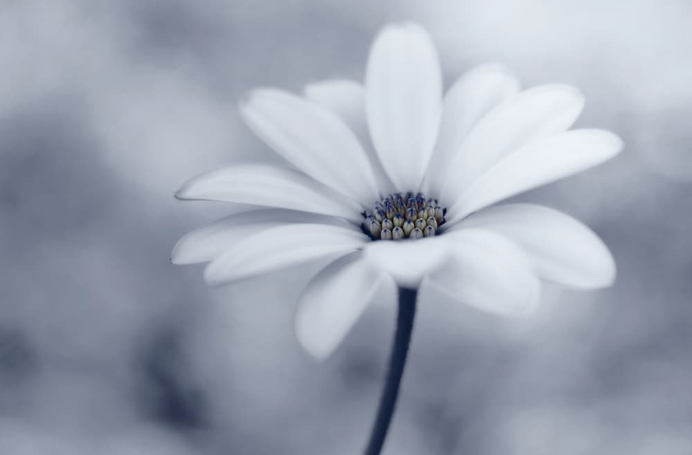 Soft White Daisy Bloom by Lotte Grønkjær — canvas wall art