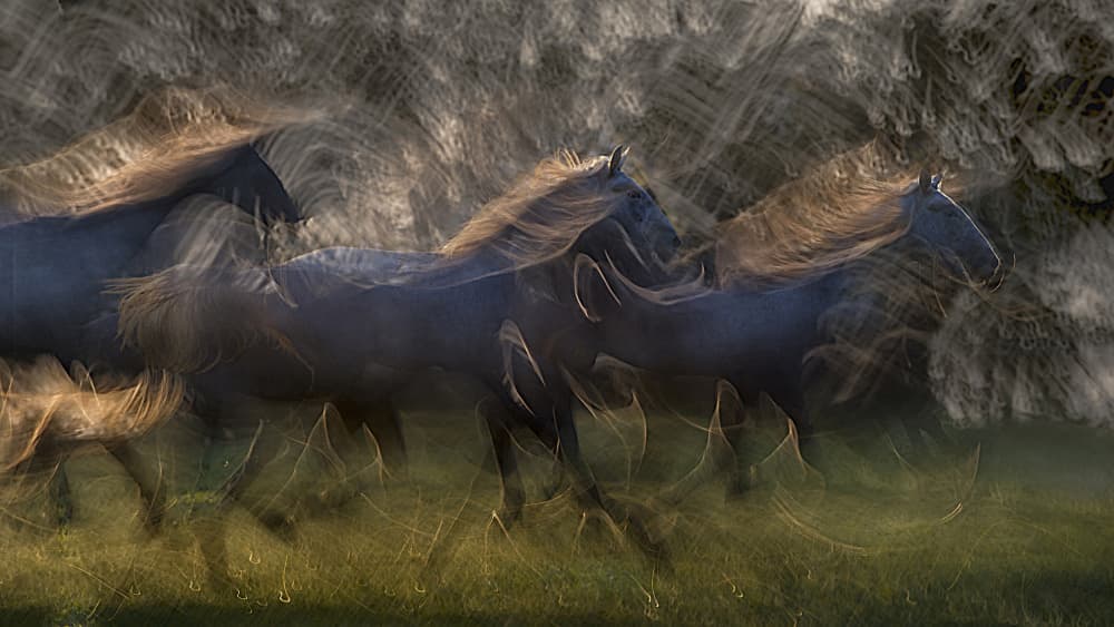 Galloping Horses Golden Light by Milan Malovrh — canvas wall art